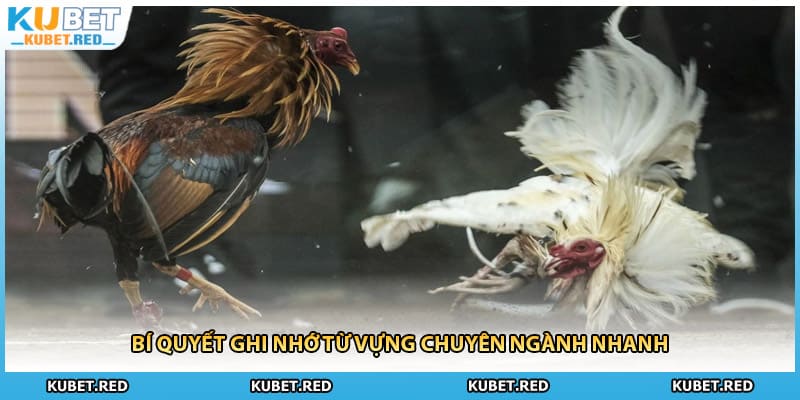 Bí quyết ghi nhớ từ vựng chuyên ngành nhanh