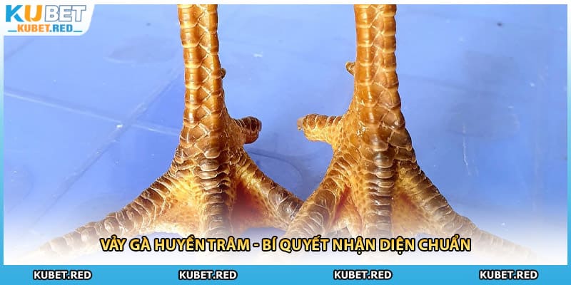 Vảy Gà Huyền Trâm - Bí Quyết Nhận Diện Chuẩn
